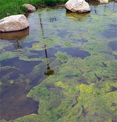 algae, ponds, water, bioremediation, cyanobacteria, nutrients, algal blooms