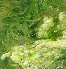 algal bloom, algae, cyanobacteria, nutrients