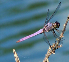 Testing pond water is an important part of pond remediation