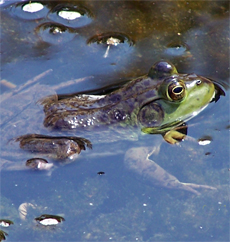 bioremediateion, algae,water, hydrocarbon remediation