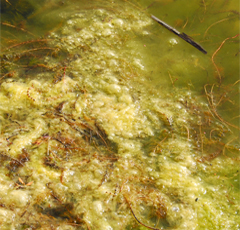 cyanobacteria, lyngbya, algae