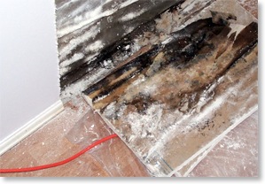 hidden mould can impact indoor air quality