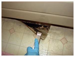 mould under vinyl flooring