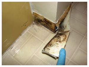 mould behind baseboard