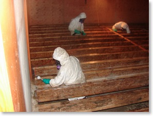mould remediation, mould removal in a new home