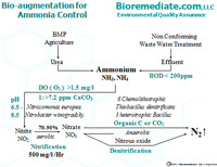 algae, ponds, water, bioremediation, cyanobacteria, nutrients, algal blooms