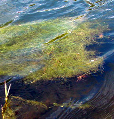 pithophora - a filamentous algae 
