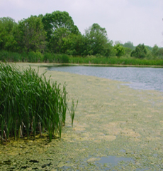 pond algae, bacteria, bioremediation 